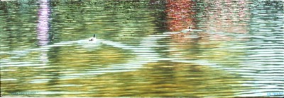 Mallard Wake Interference