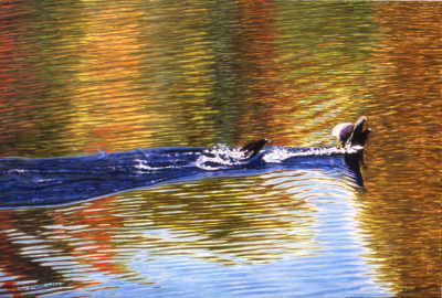 A Pair of Coots Taking Off